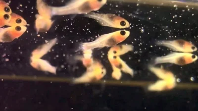 Gambar burayak ikan molly