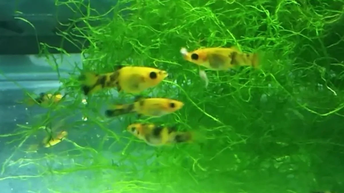 gambar-burayak-ikan-molly (2) Gambar burayak ikan molly