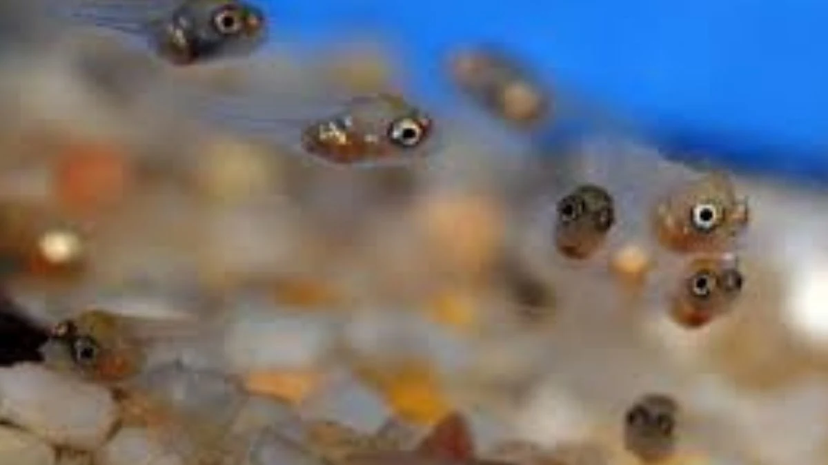 gambar-burayak-ikan-molly (4) Gambar burayak ikan molly