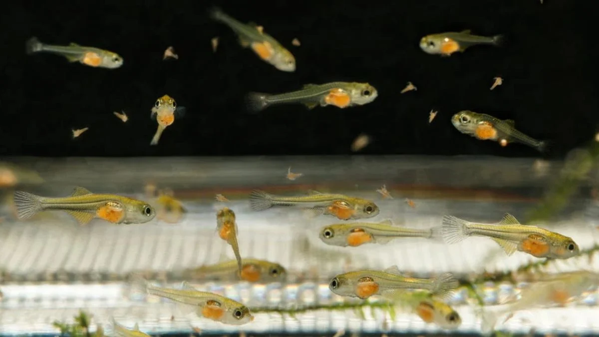 gambar-burayak-ikan-molly (5) Gambar burayak ikan molly