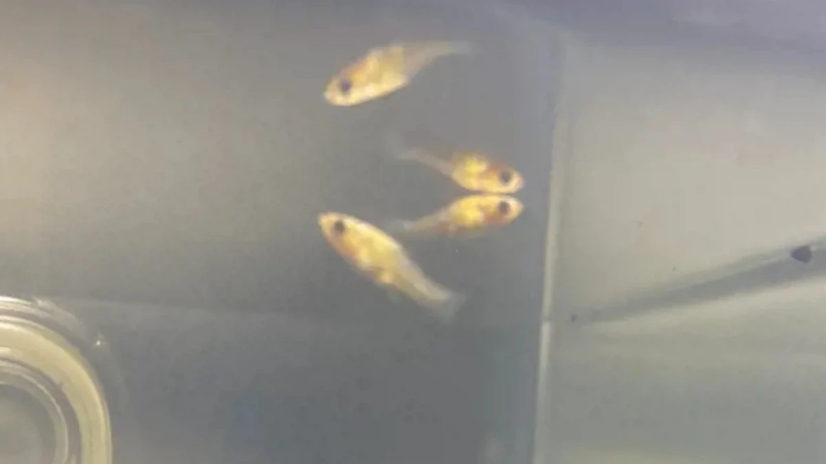 gambar-burayak-ikan-molly (6) Gambar burayak ikan molly