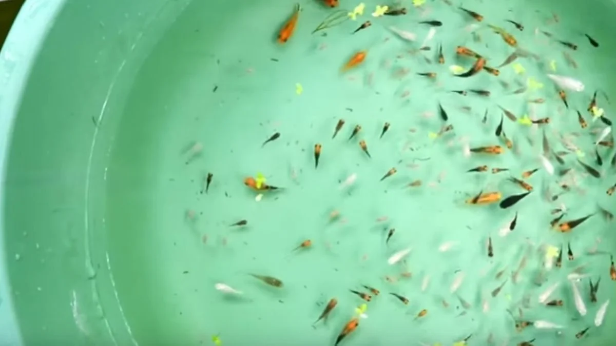 gambar-burayak-ikan-molly (8) Gambar burayak ikan molly