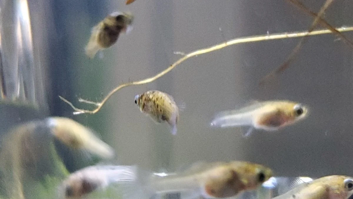 gambar-burayak-ikan-molly (9) Gambar burayak ikan molly