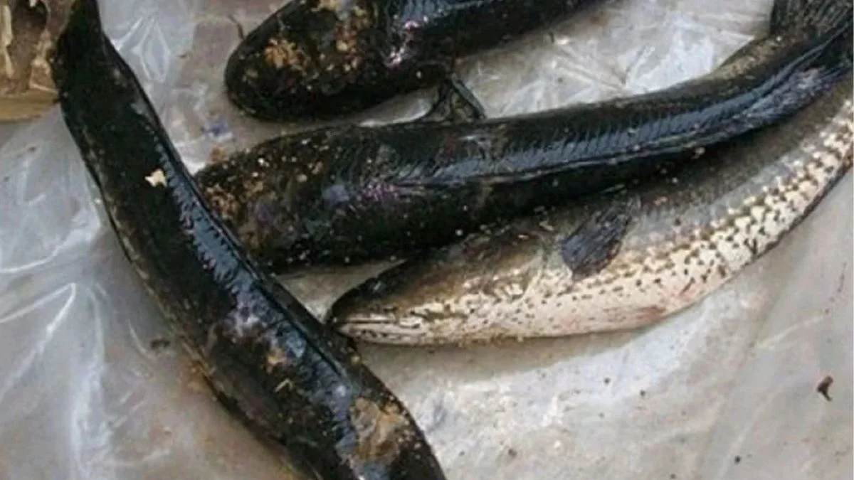 Gambar ikan channa white spot