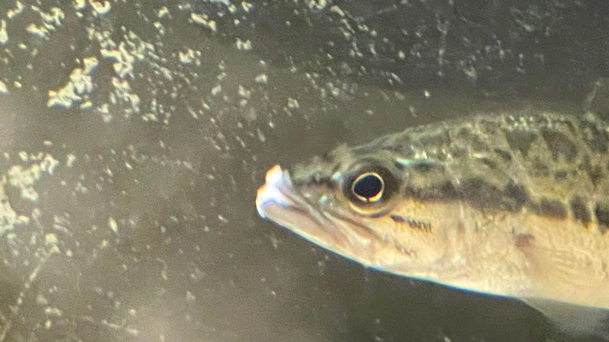 Gambar penyakit ikan channa yang bernama jamur-mulut