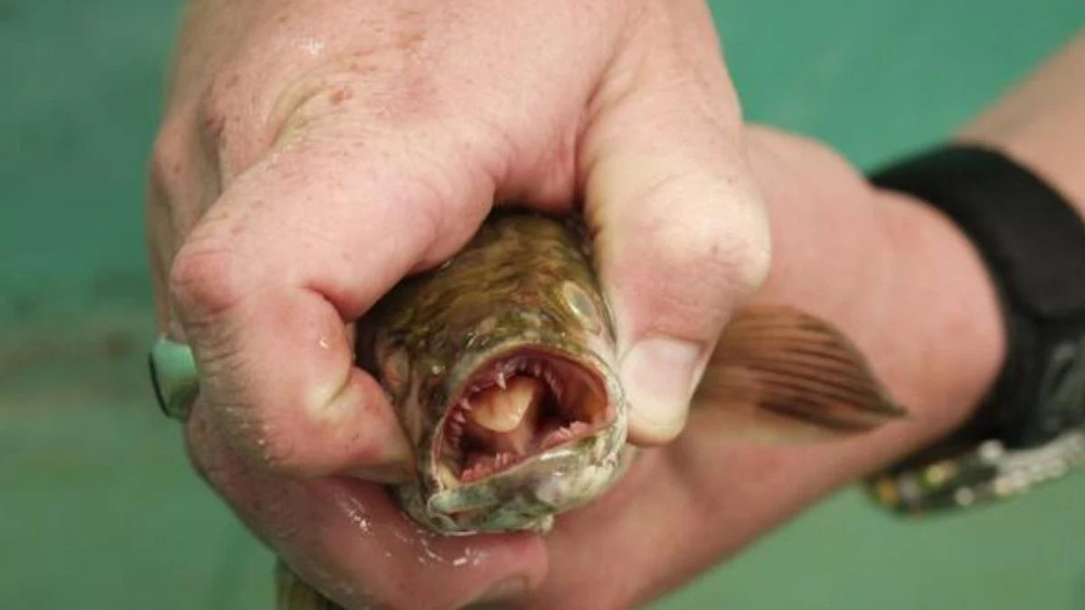 Gambar penyakit ikan channa yang bernama jamur mulut