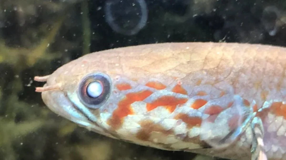 Gambar penyakit ikan channa yang bernama cloudy eye