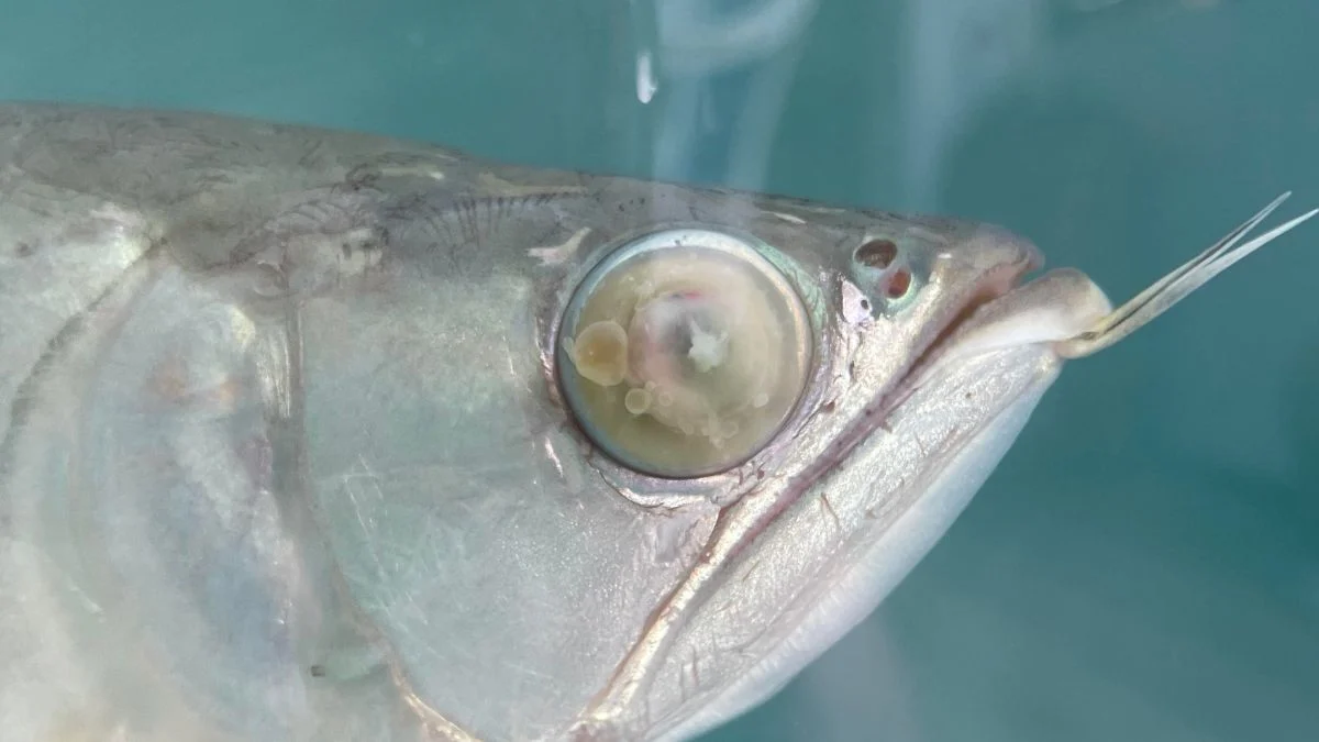 Gambar penyakit ikan channa yang bernama cloudy eye