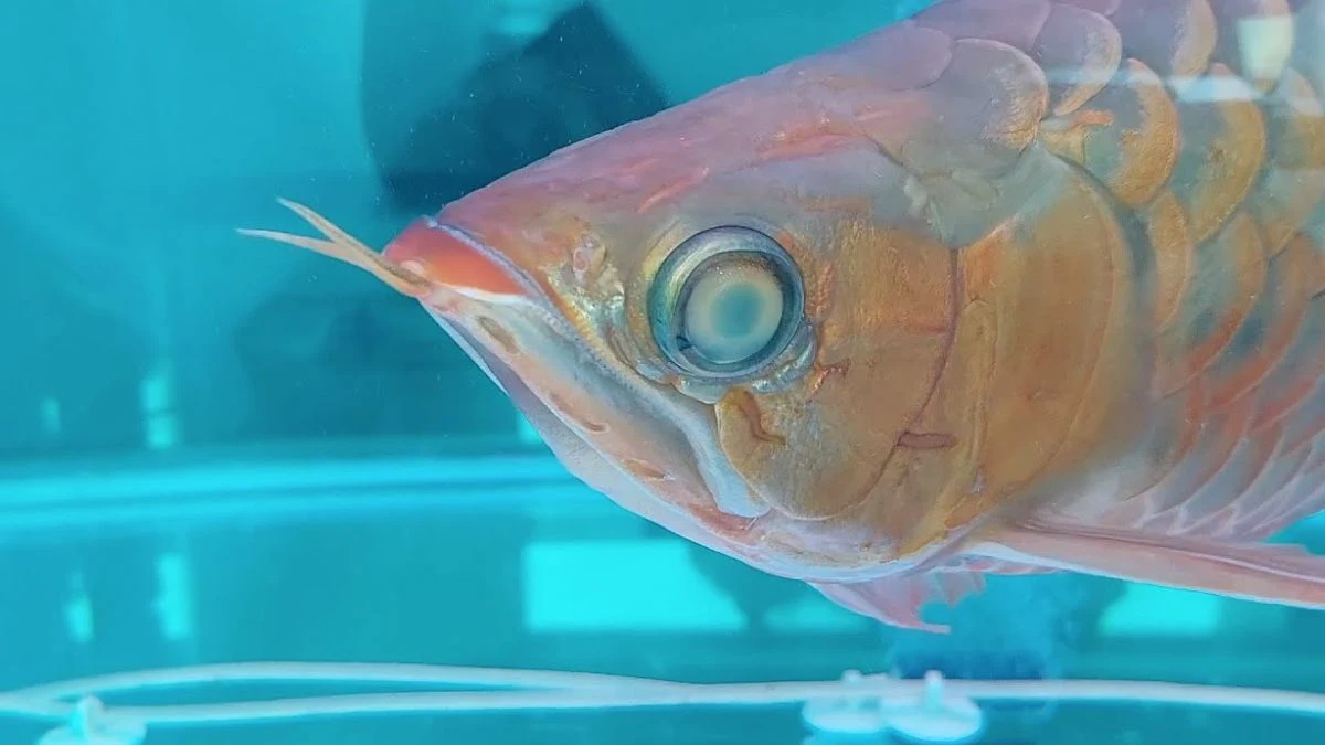 Gambar penyakit ikan channa yang bernama cloudy eye