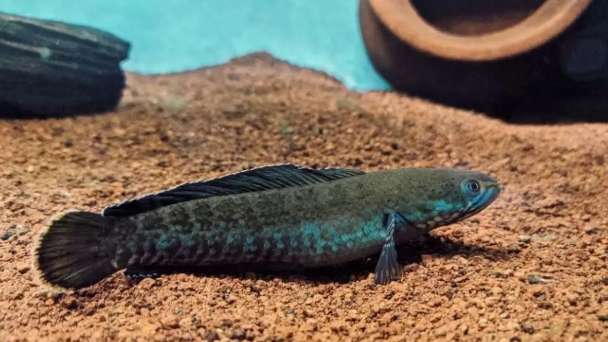 Gambar penyakit ikan channa yang bernama parasit kulit