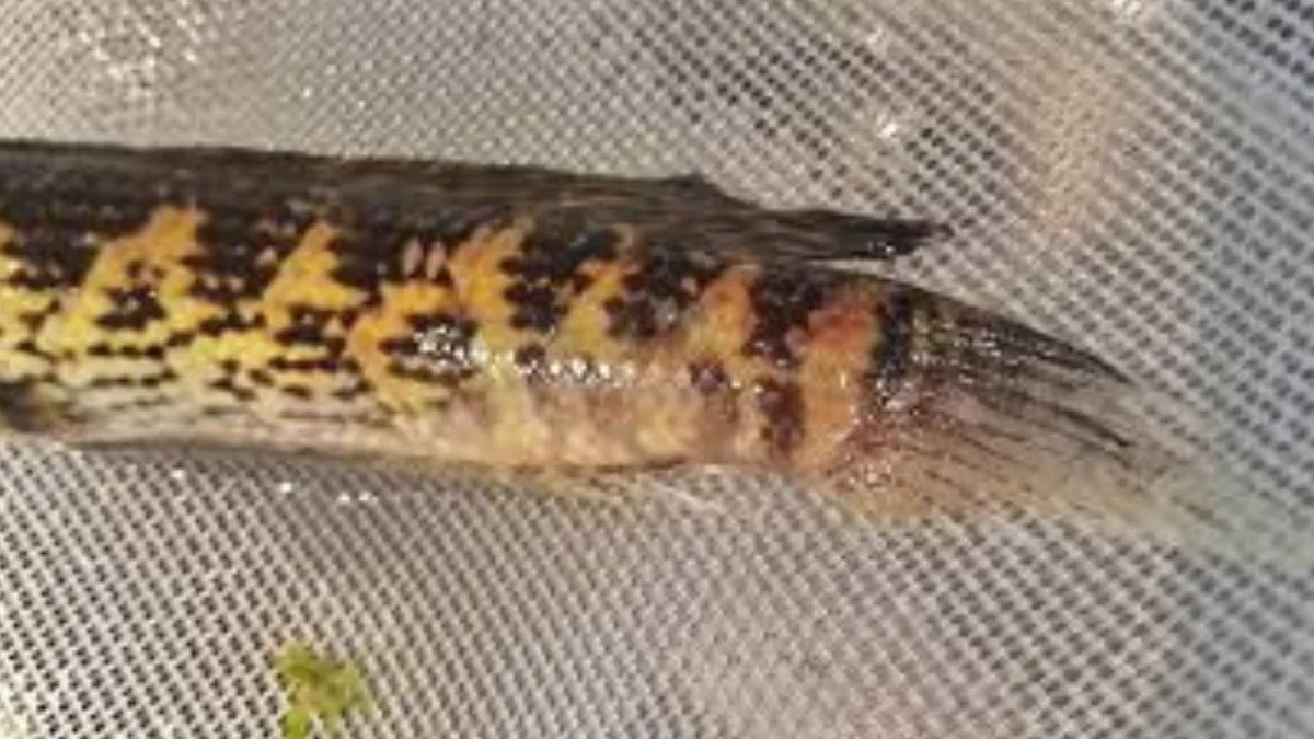 Gambar penyakit ikan channa yang bernama fin rot