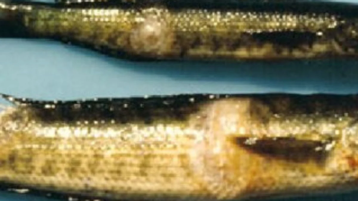 Gambar penyakit ikan channa yang