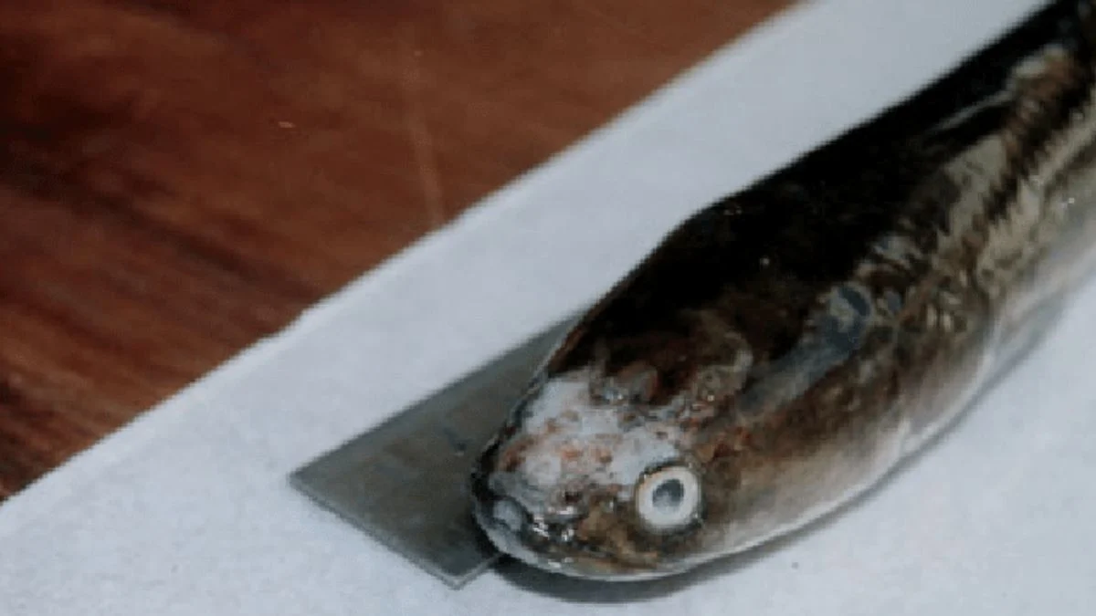 Gambar penyakit ikan channa yang bernama parasit kulit