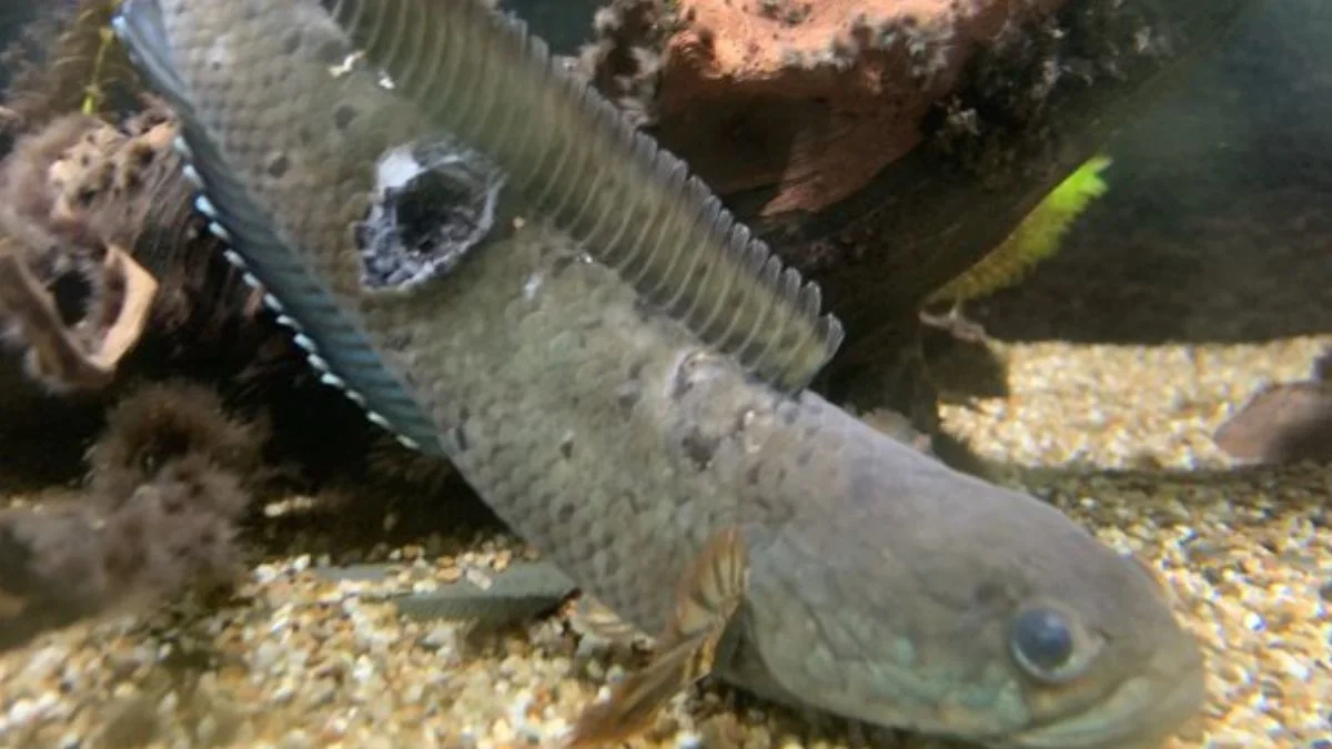 Gambar penyakit ikan channa yang bernama parasit kulit.