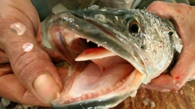 Gambar penyakit ikan channa yang bernama parasit kulit