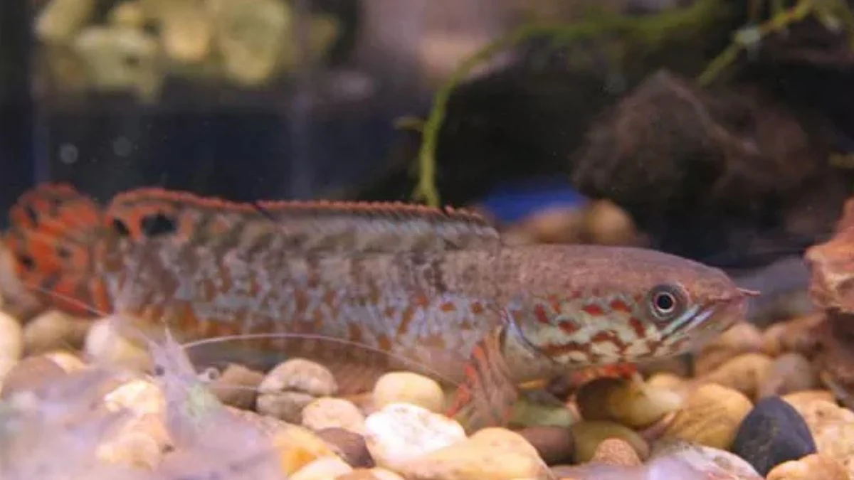 Gambar penyakit ikan channa stre