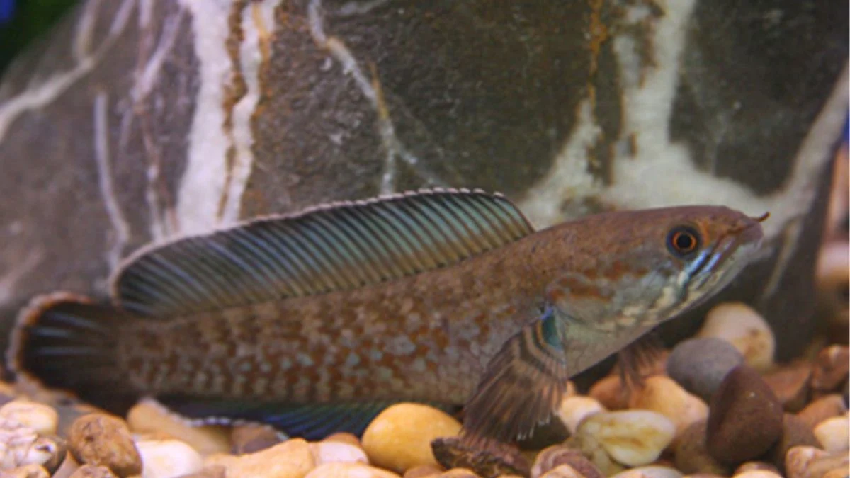 Gambar penyakit ikan channa stres