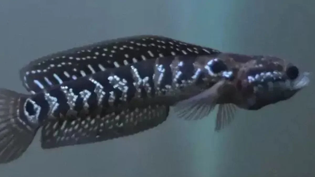 Gambar ikan channa white spot