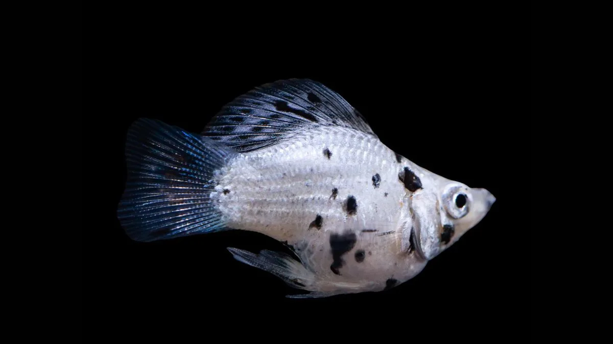 Gambar ikan molly balon dalmatian