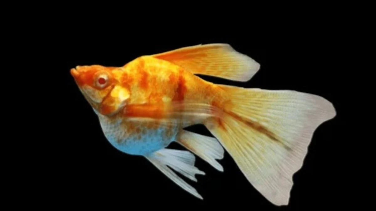 Gambar ikan molly golden zebra veiltail