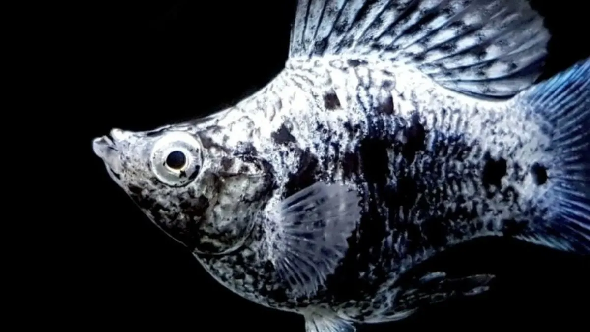 Gambar ikan molly balon marmer