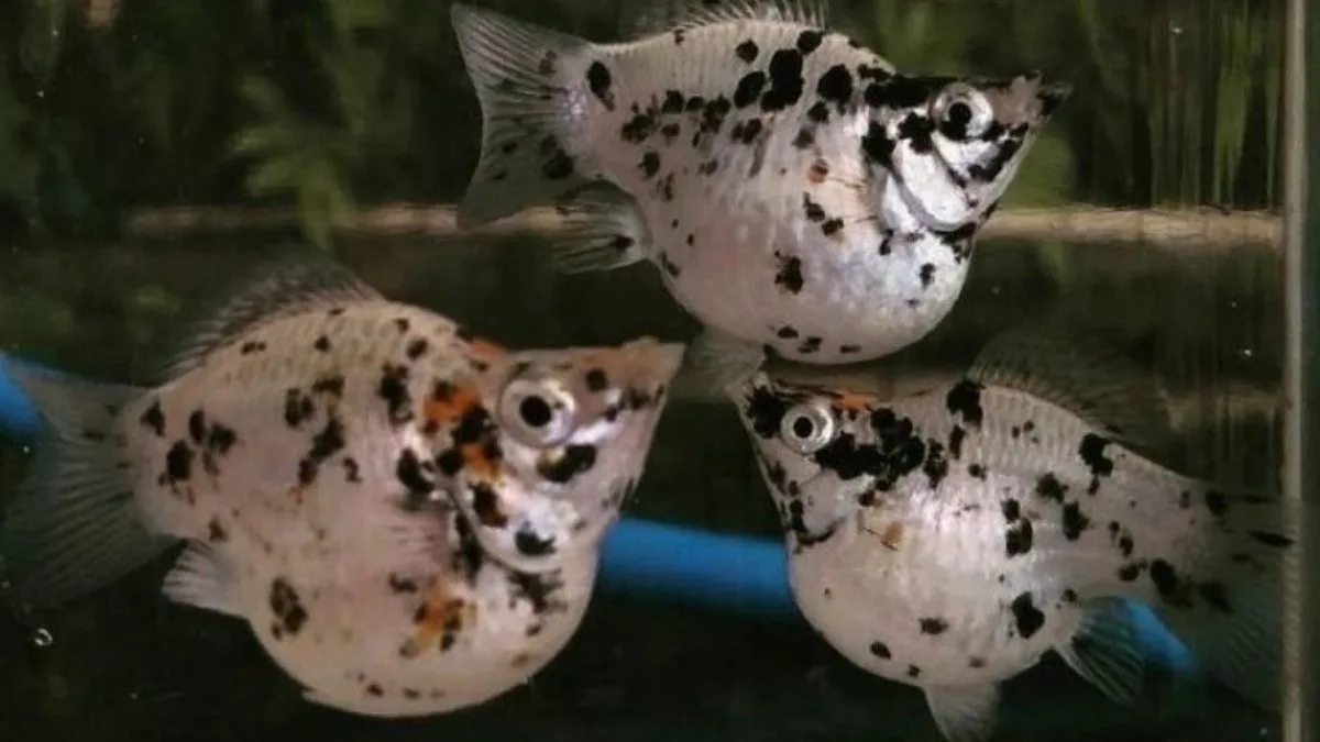 Gambar ikan molly balon marmer