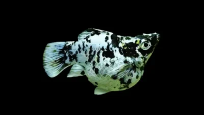 Gambar ikan molly balon marmer