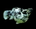 Gambar ikan molly balon marmer