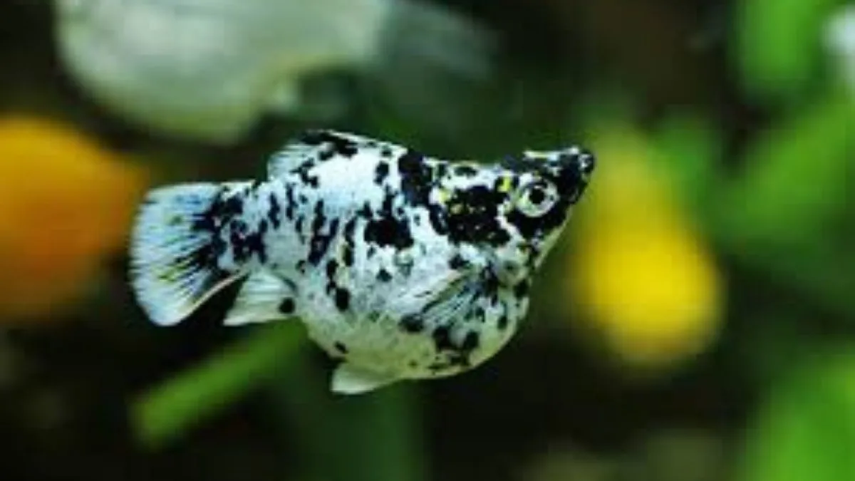 Gambar ikan molly balon marmer