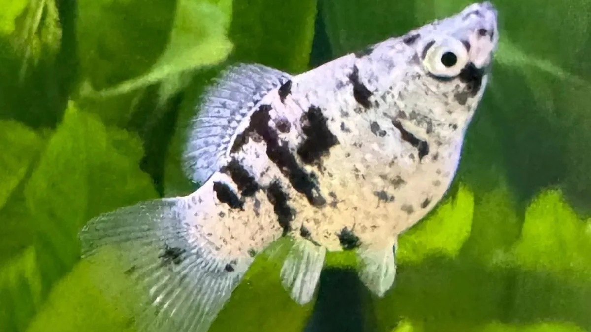 Gambar ikan molly balon marmer
