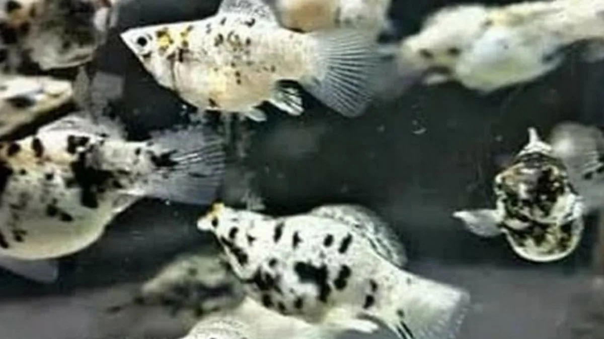 Gambar ikan molly balon marmer
