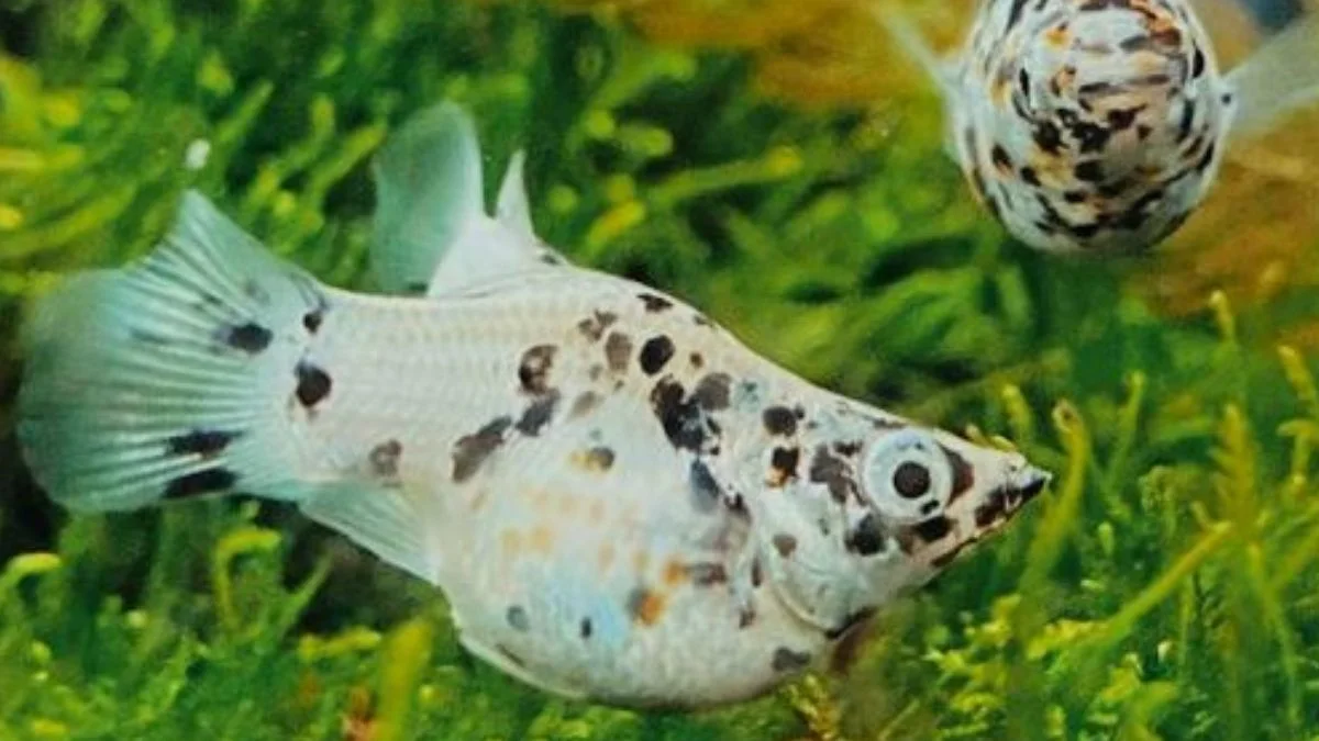 Gambar ikan molly balon marmer