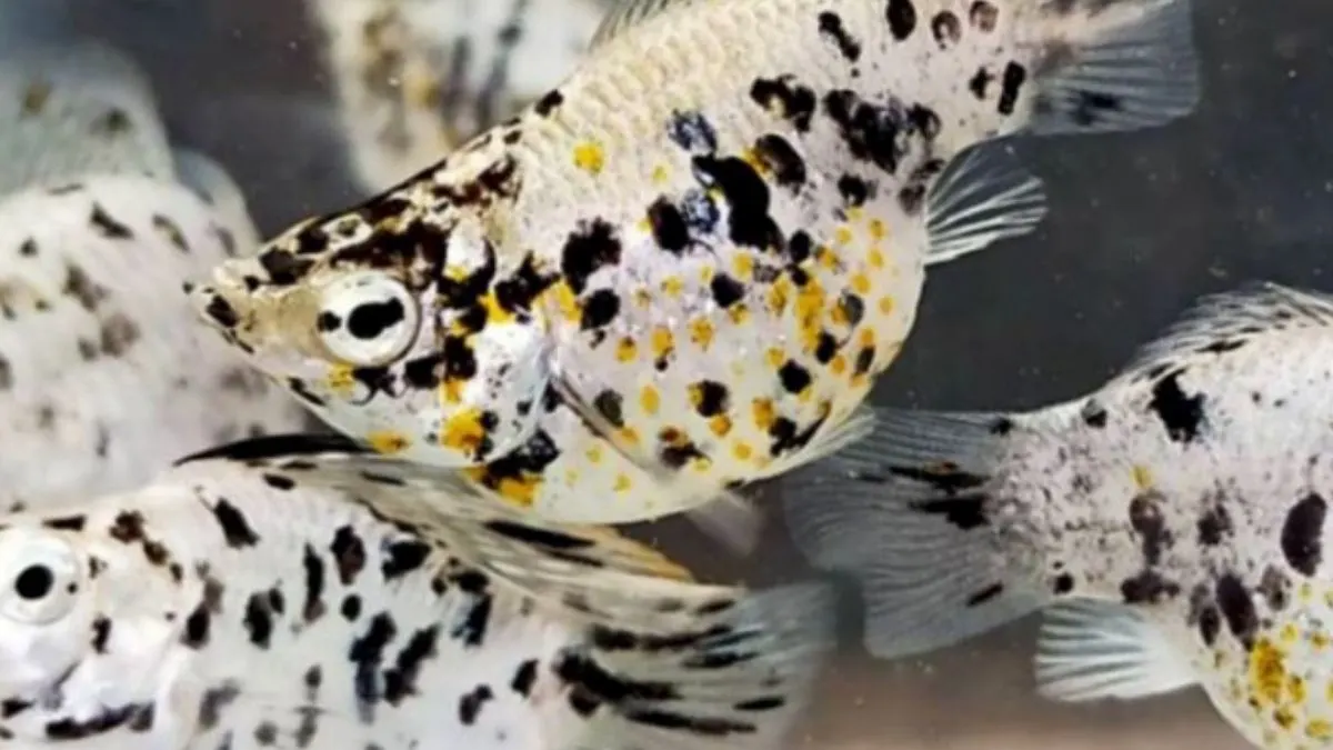 Gambar ikan molly balon marmer