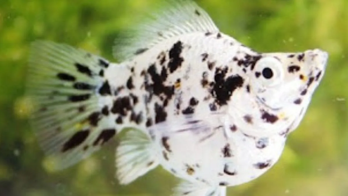 Gambar ikan molly balon marmer