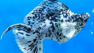 Gambar ikan molly balon marmer
