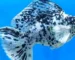Gambar ikan molly balon marmer