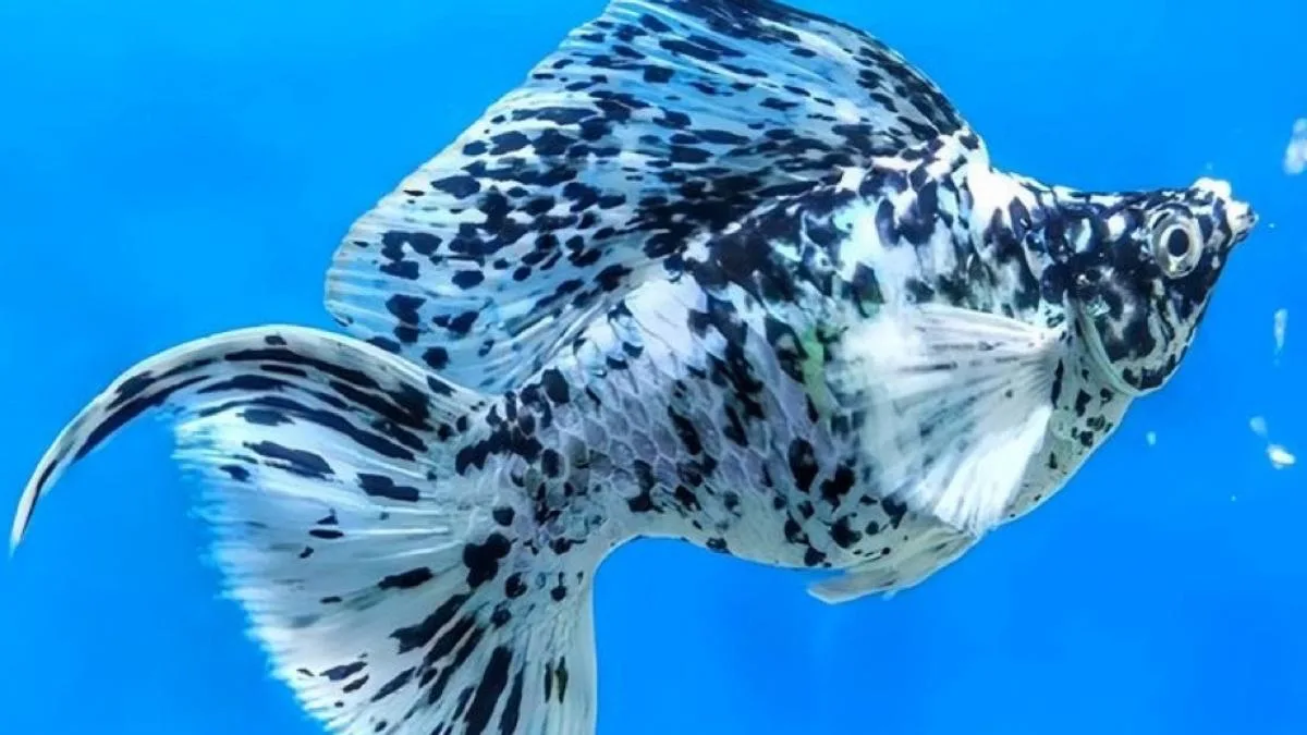 Gambar ikan molly balon marmer