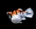 Gambar ikan molly balon read