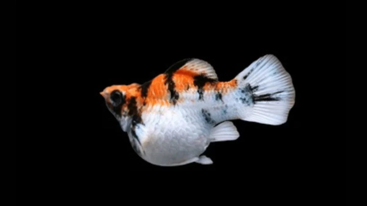 Gambar ikan molly balon read