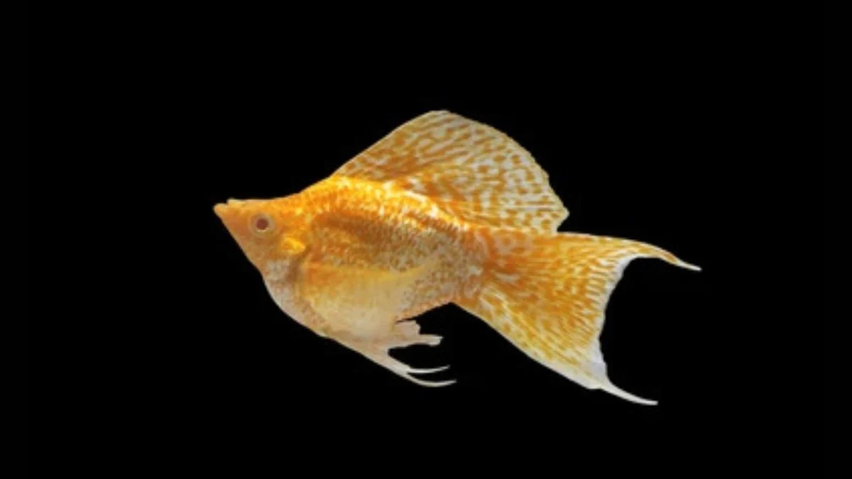 Gambar ikan molly balon sakura