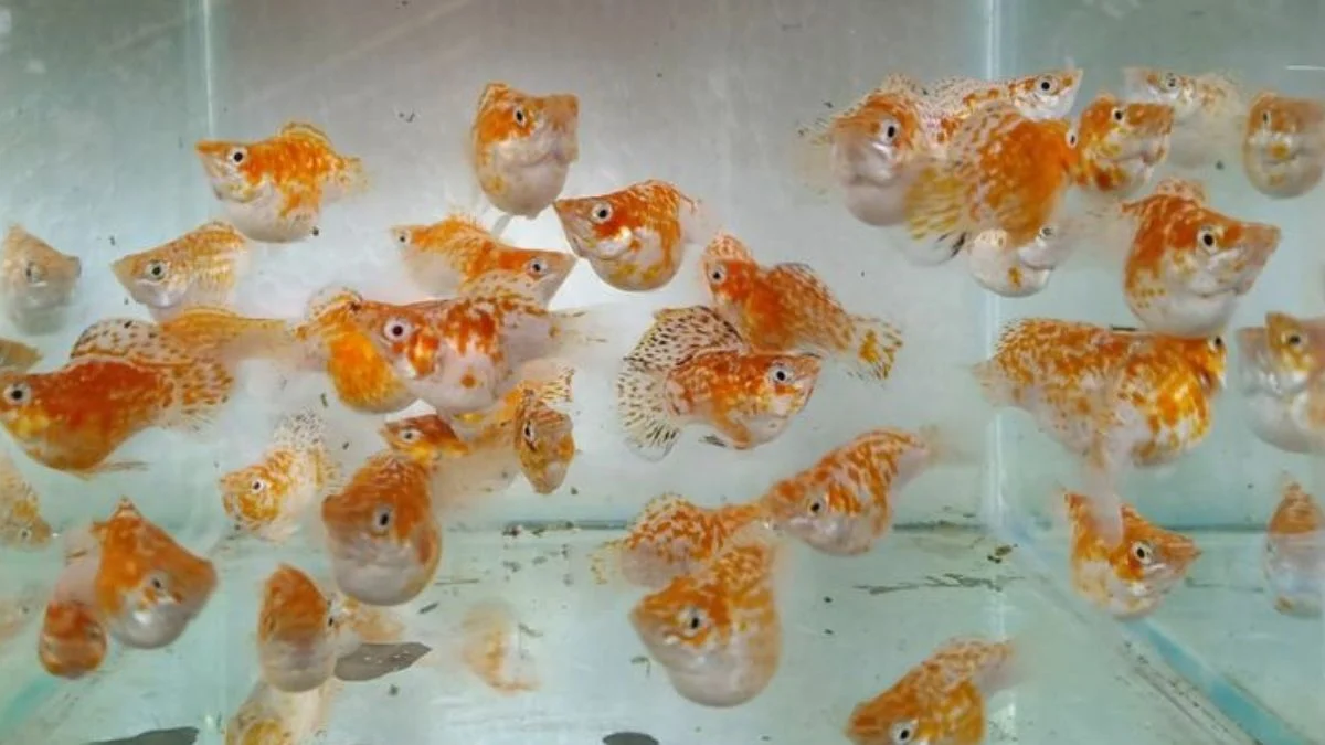 Gambar ikan molly balon sakura