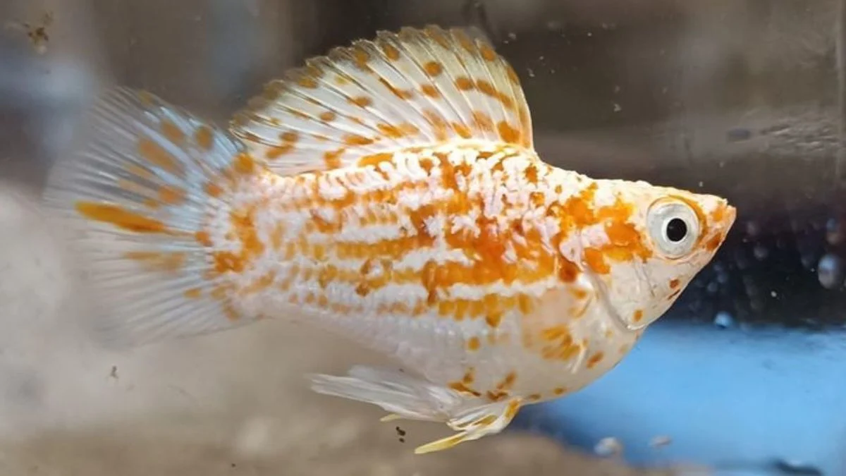 Gambar ikan molly sakura balon