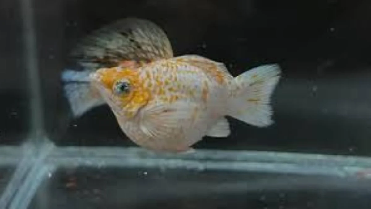 Gambar ikan molly sakura