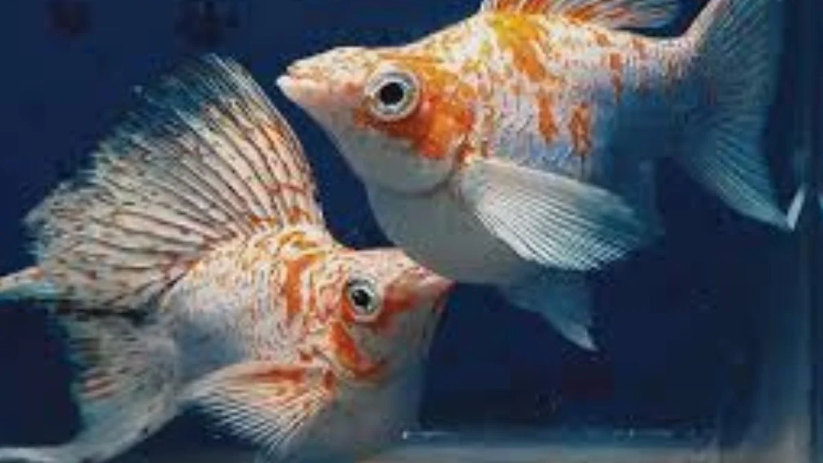 Gambar ikan molly balon sakura