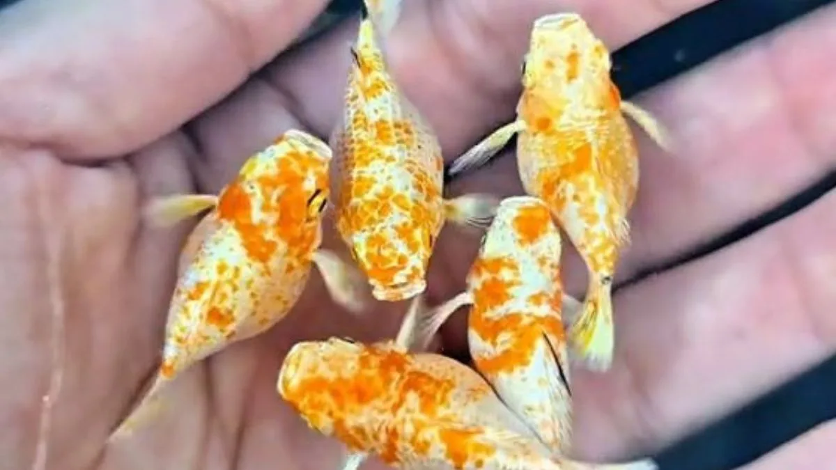 Gambar ikan molly sakura balon