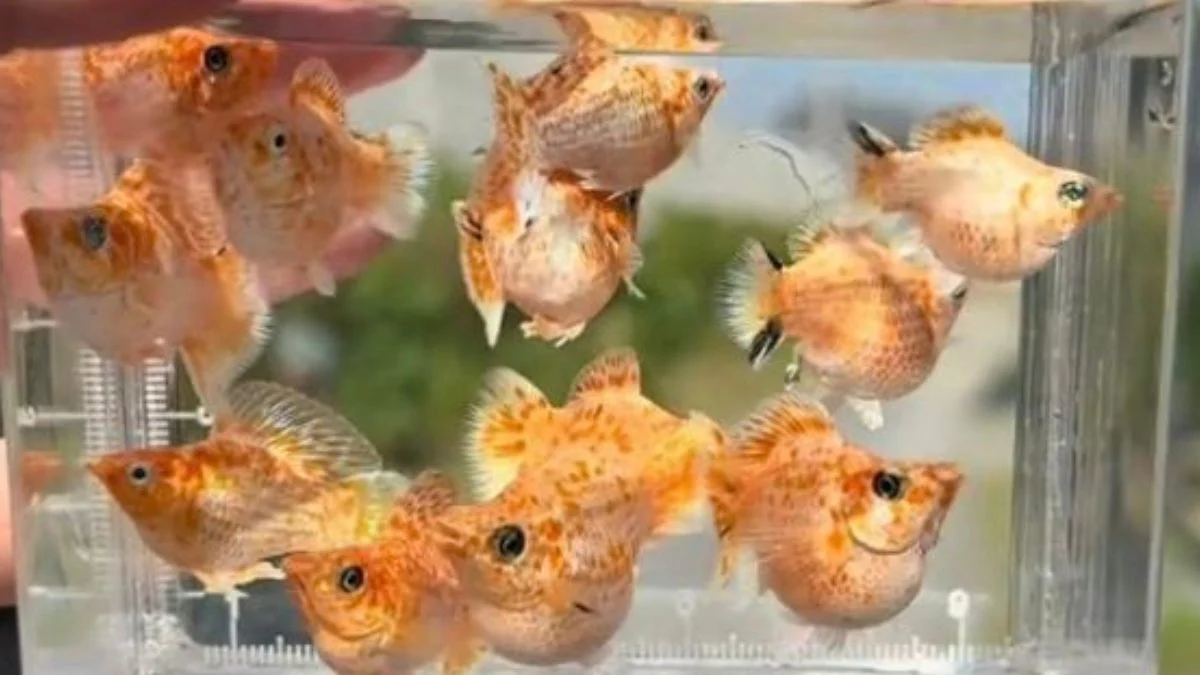 gambar-ikan-molly-balon-sakura (8) Gambar ikan molly sakura balon