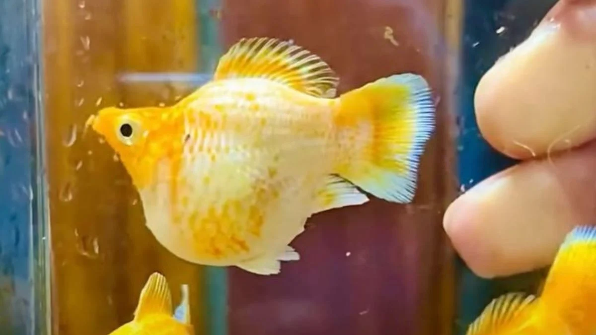 Gambar ikan molly balon sakura