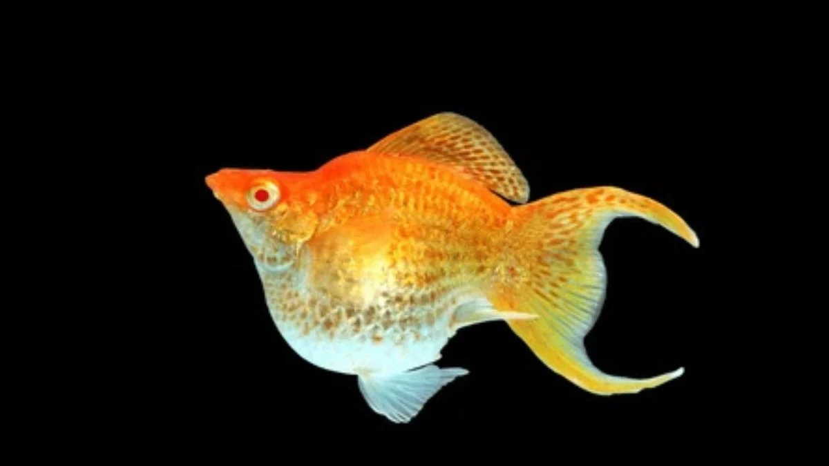 gambar-ikan-molly-balon-sakura Gambar ikan molly balon sakura