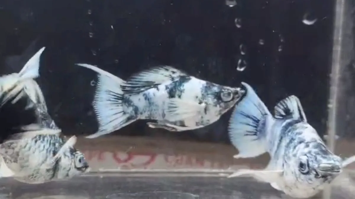 Gambar ikan molly balon zebra mata biru dan kristal