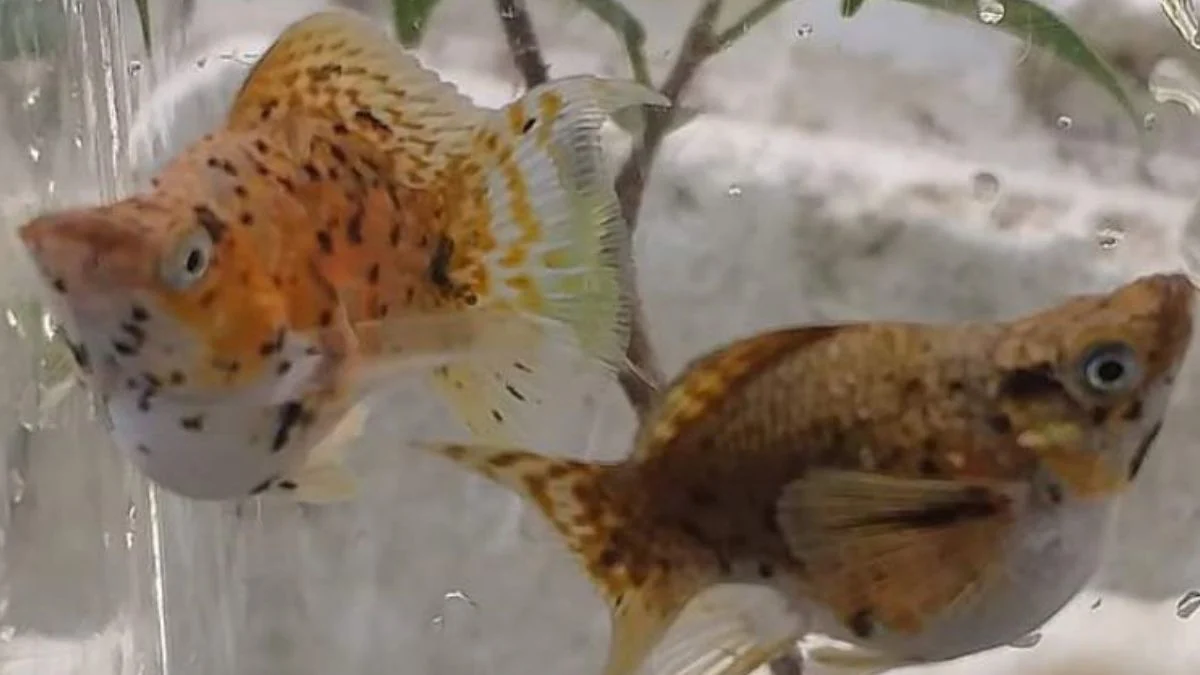 Gambar ikan molly calico